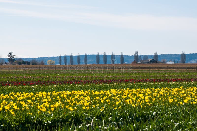 Tulip field with different color tulips