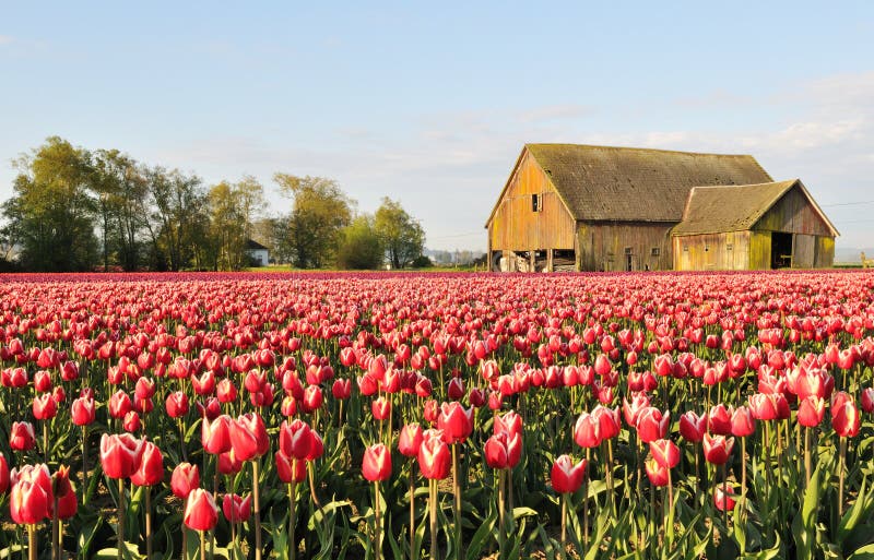 Tulip field with dilapidated old barn