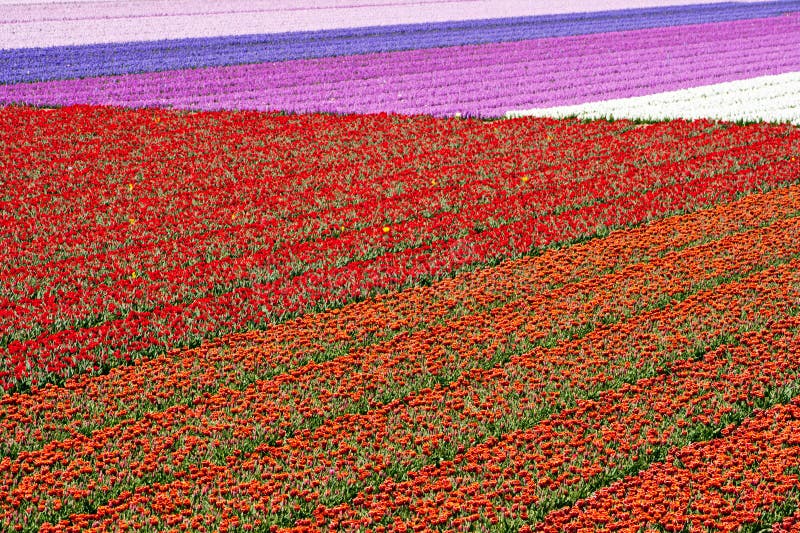 Ranunculus Flower Field, San Diego, CA Stock Image - Image of ...