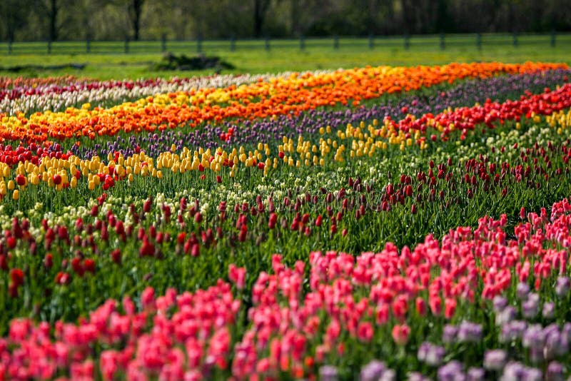 Tulip Field na Holanda da ilha do moinho de vento, Michigan imagens de stock Tulip Field na Holanda da ilha do moinho de vento, Michigan imagens de stock