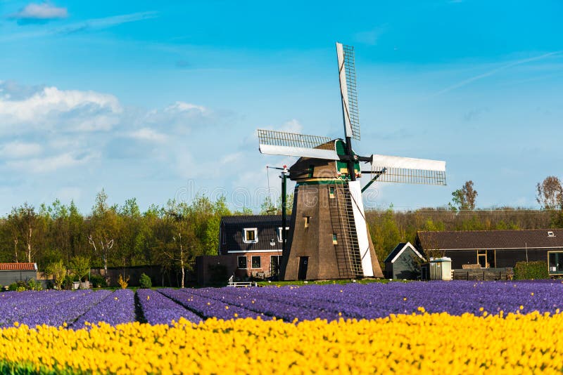 Tulip field and old mills in netherland