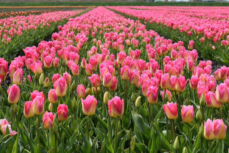 Tulip field with pink-yellow tulips, several tulips are still in bud