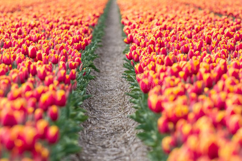 An tulip field