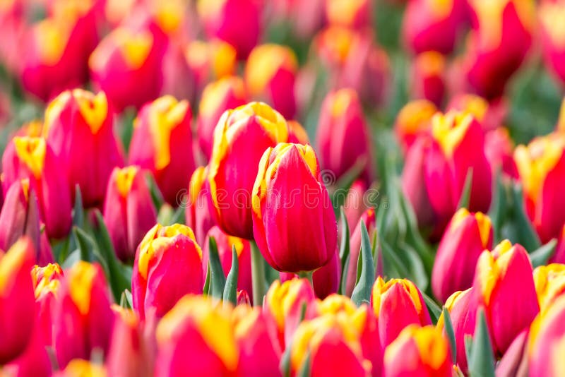 An tulip field