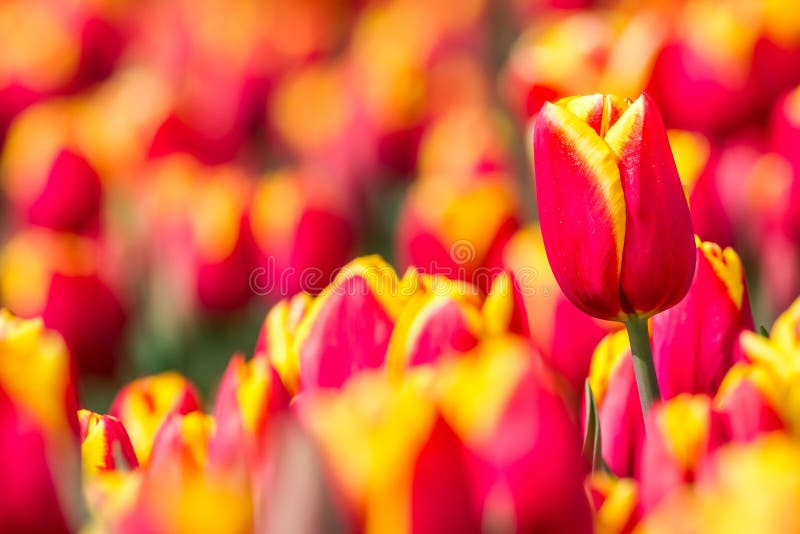 An tulip field