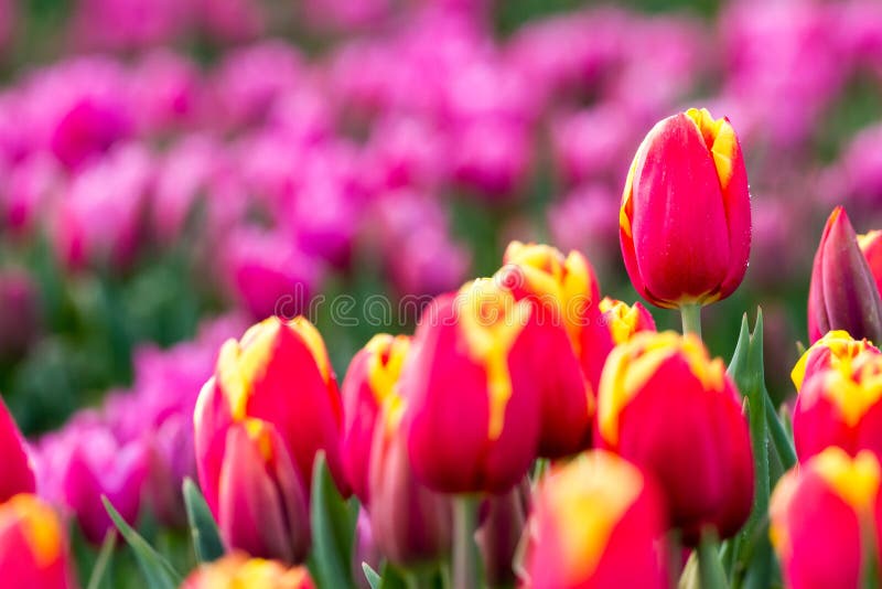 An tulip field