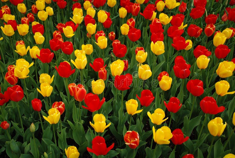 Tulip field