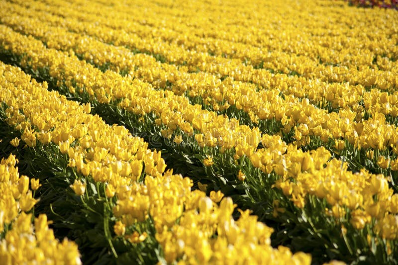 Tulip fields stock image. Image of scenery, plant, horizontal - 13032055