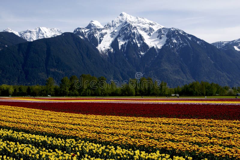 Tulip Fields