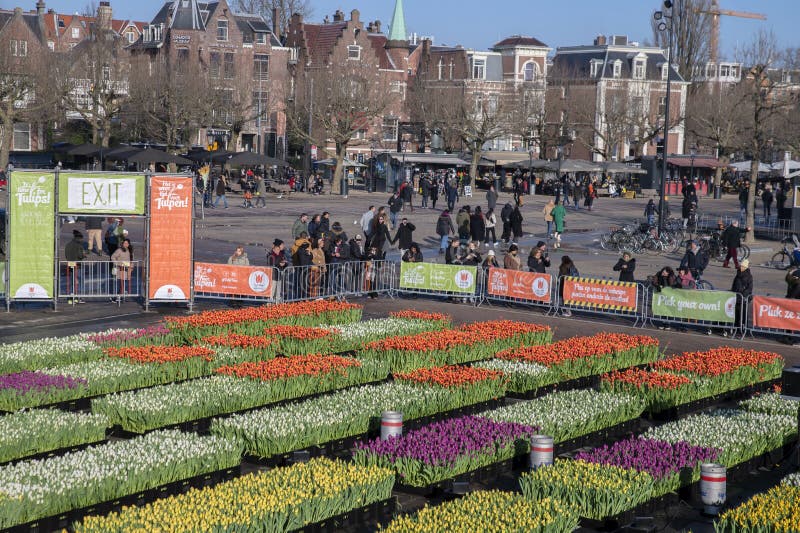 Tulip Fields at the National Tulip Day at Amsterdam the Netherlands 23