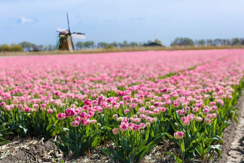 Tulip fields and windmill in Holland, Netherlands.