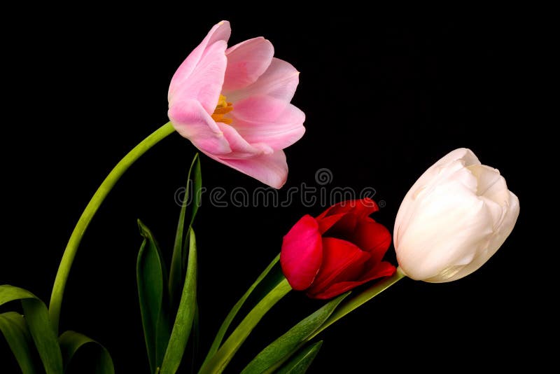 Tulip Floral-Anordnung