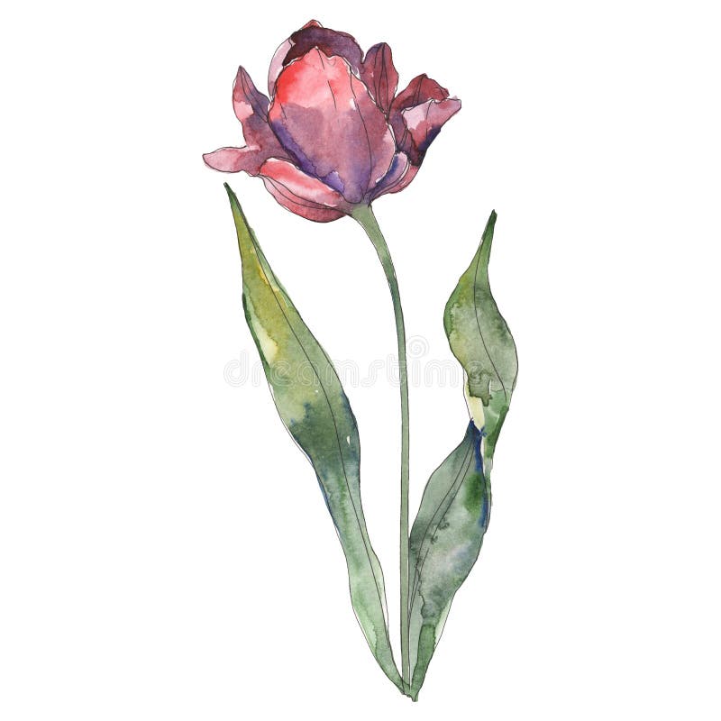 Tulip Floral Botanical Flower. Watercolor Background Illustration Set ...