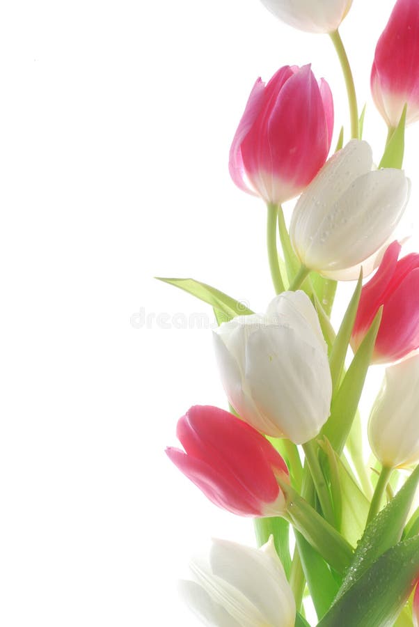 Tulip flower