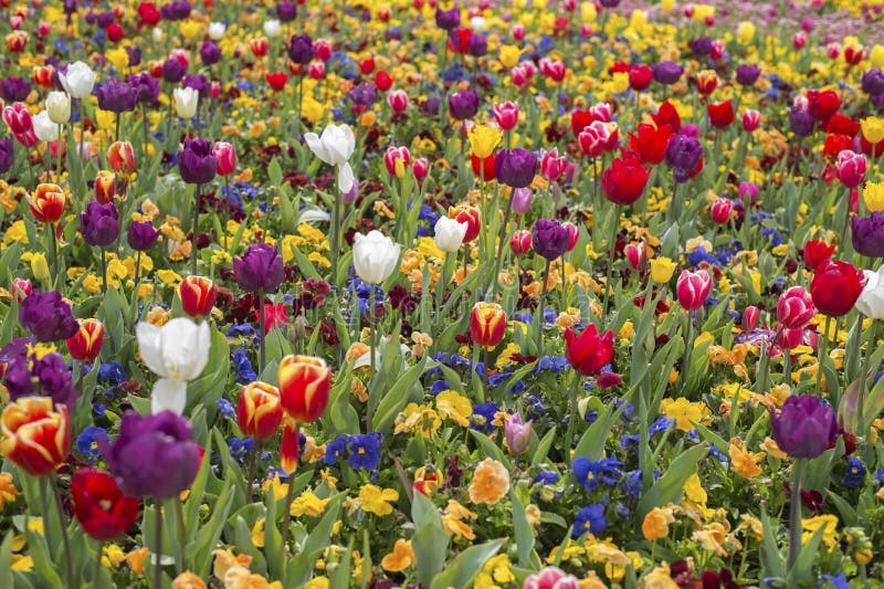 Tulip flower blossom