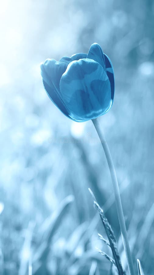 Tulip Flower in Blue Tint. Mystical Background Stock Image - Image of love,  mystical: 182350133