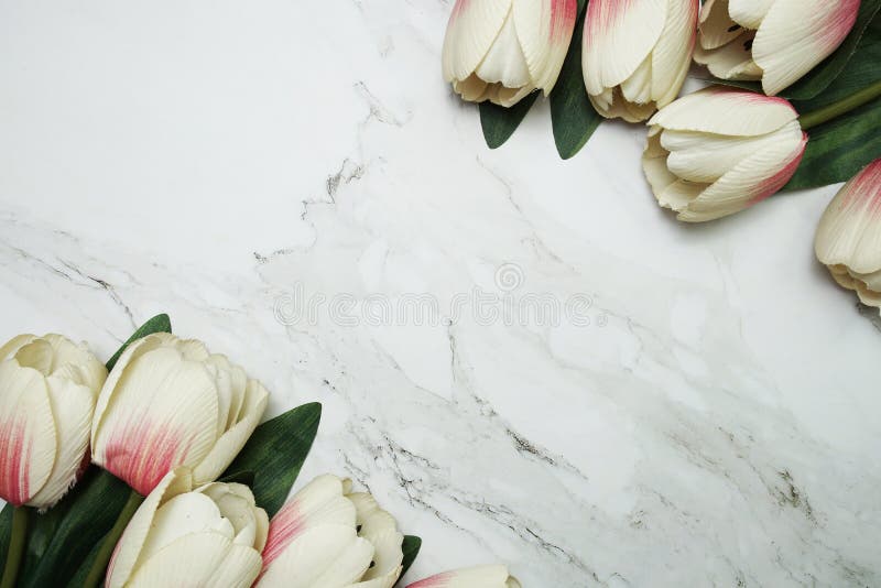 14,546 Tulip Flower Border Stock Photos - Free & Royalty-Free Stock ...