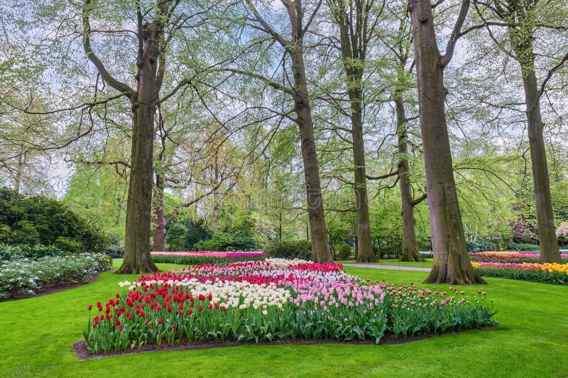 Tulip Flower Bulb Field Spring Season in Lisse Netherlands Stock Image ...