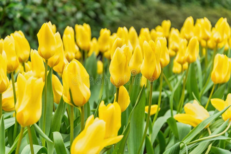Tulip Flower Bulb Field Spring Season in Lisse Netherlands Stock Image ...