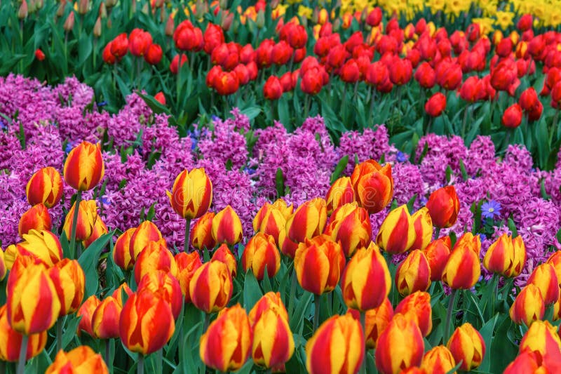 Tulip Flower Bulb Field Spring Season in Lisse Netherlands Stock Image ...