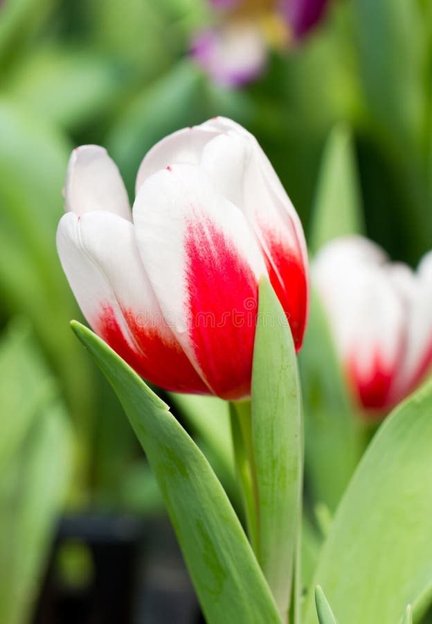 Tulip Flower. royalty free stock photography