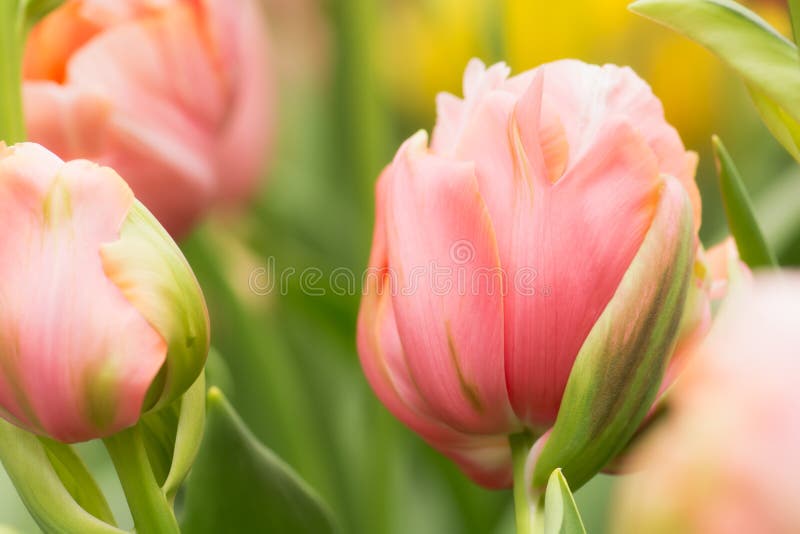 Tulip flower close-up