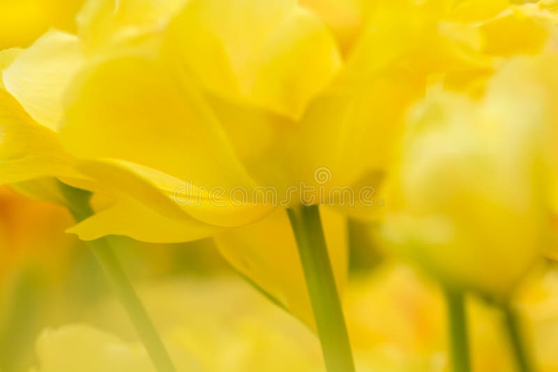 Tulip flower close-up