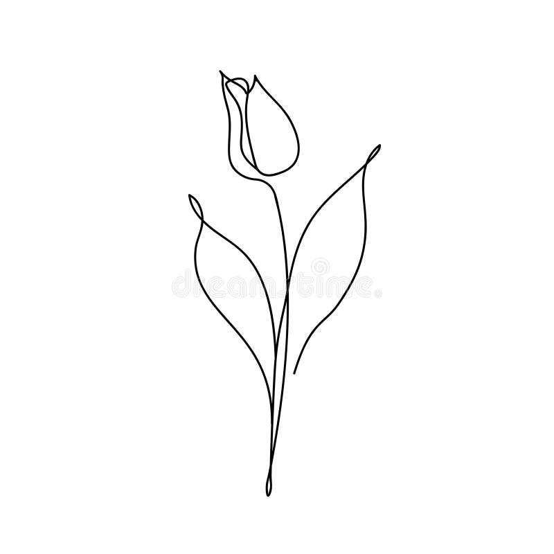 Tulip Flower Continuous Line Drawing. Abstract Minimal Tulip Stock ...