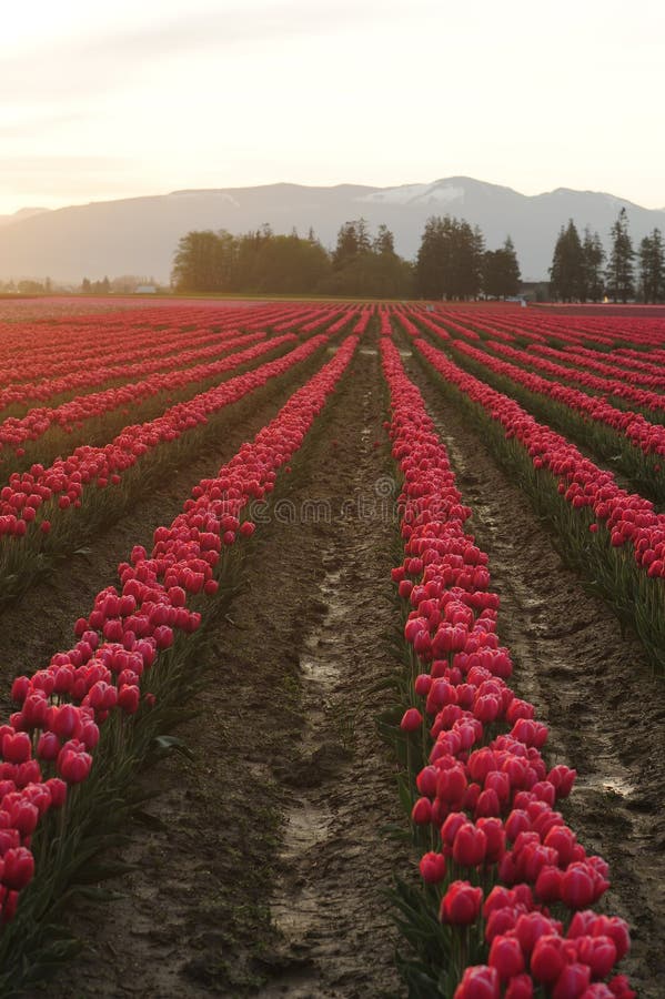 Tulip flower field stock photo. Image of harvest, light 27538696