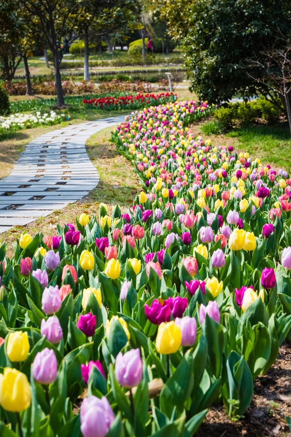 Tulip flower field in spring