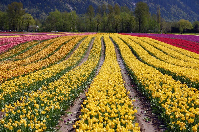 Tulip flower fields stock photos Tulip flower fields stock photos