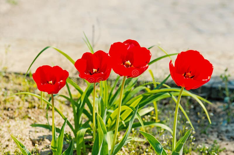Tulip flower garden in spring stock photography Tulip flower garden in spring stock photography