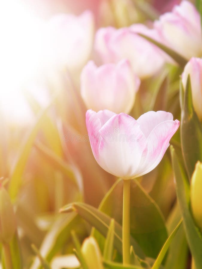 Tulip Flower In The Garden With Warm Sunlight Stock Image Image of