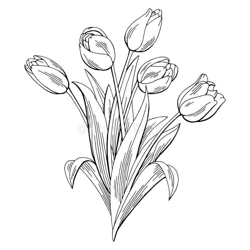 Tulip Flower Graphic Black White Isolated Bouquet Sketch Illustration ...