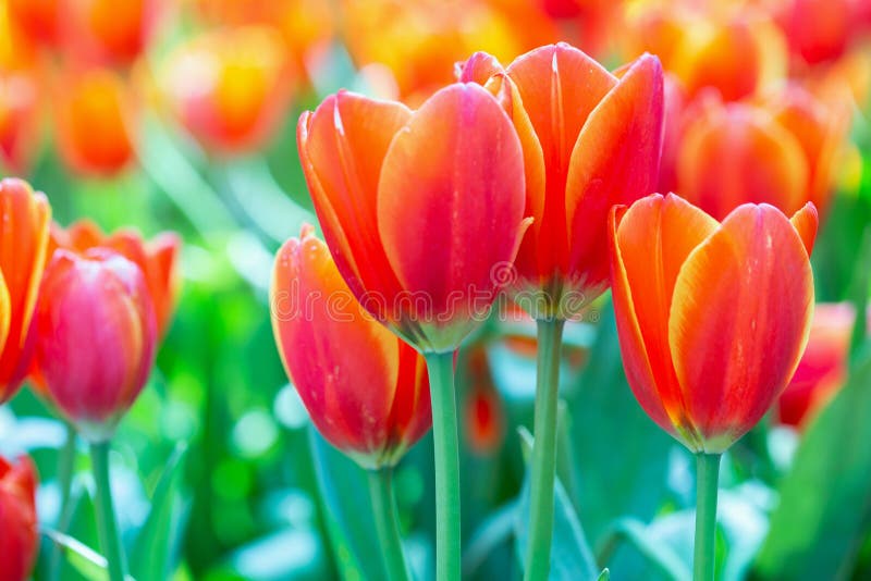 Tulip flower with green leaf background in tulip field at winter or spring day for postcard beauty decoration and agriculture