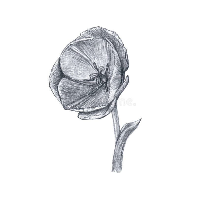 tulips pencil drawing