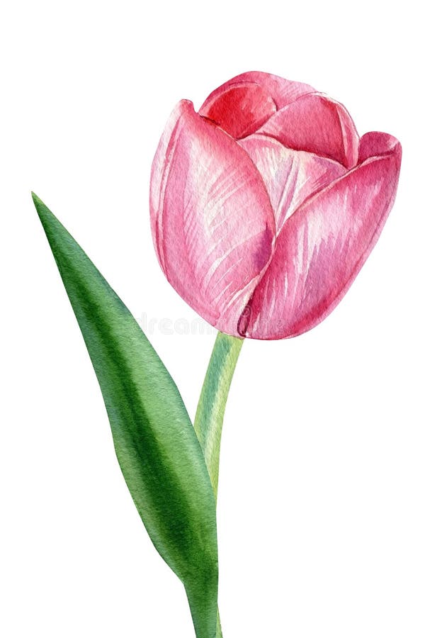 Tulip on Isolated White, Flower Watercolor Drawing, Botanical ...