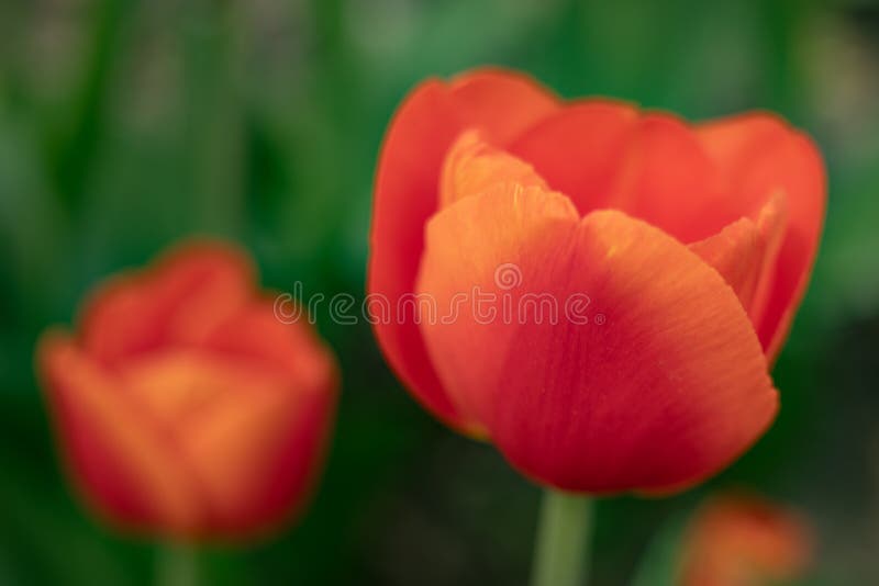 Red tulips on a green background of foliage in early spring stock photography Red tulips on a green background of foliage in early spring stock photography