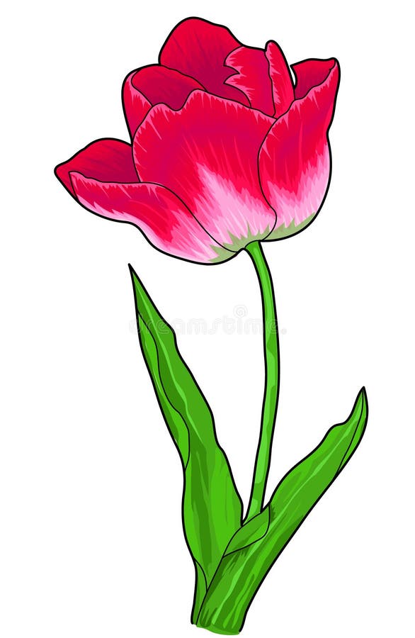 Tulip Hand Drawn Outline Drawing.Black and White Image.Stylized Image