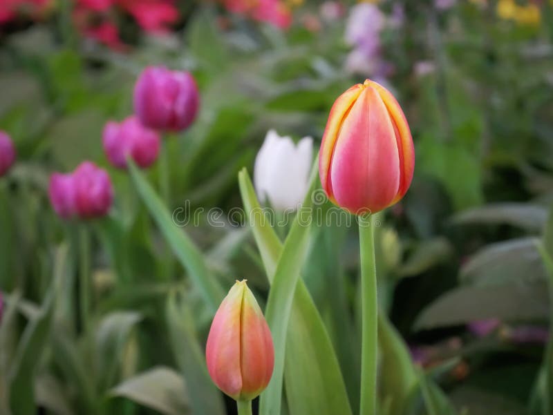 Tulip Flower rossa gialla con il fuoco selettivo immagini stock libere da diritti Tulip Flower rossa gialla con il fuoco selettivo immagini stock libere da diritti