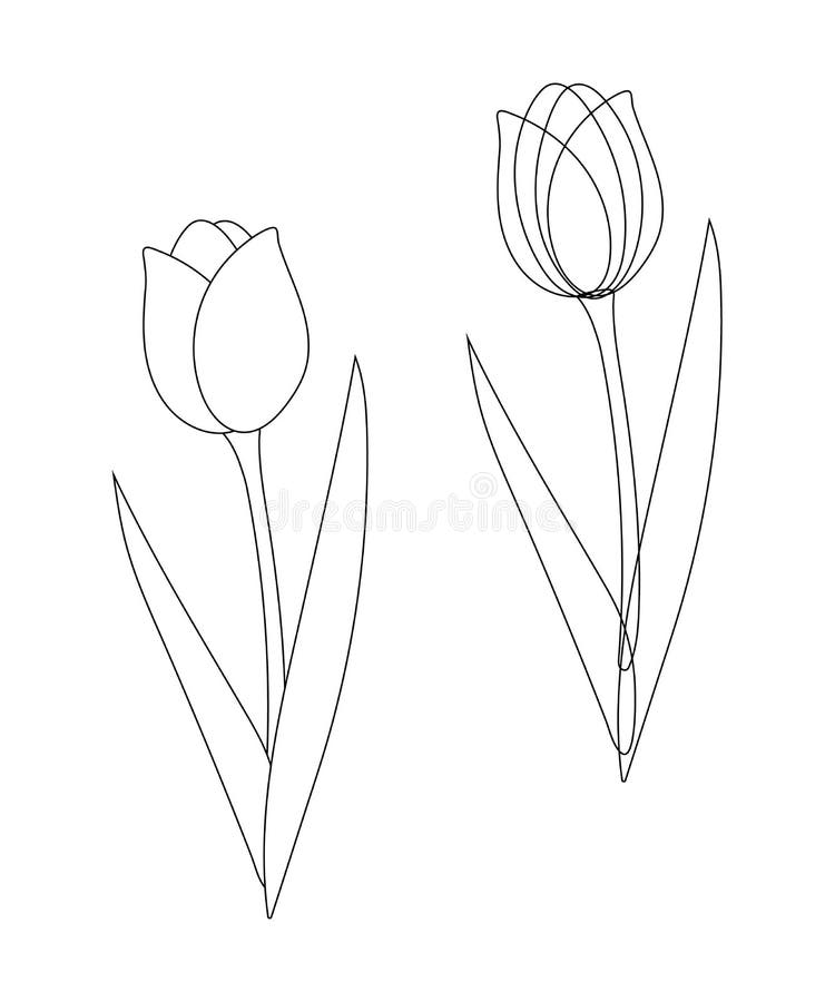 Tulip Flower Graphic Black White Isolated Sketch Illustration Stock ...