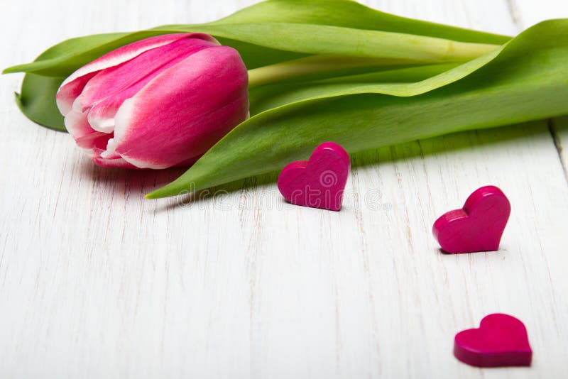 Tulip flower small hearts on white wooden background, stock photo Tulip flower small hearts on white wooden background, stock photo