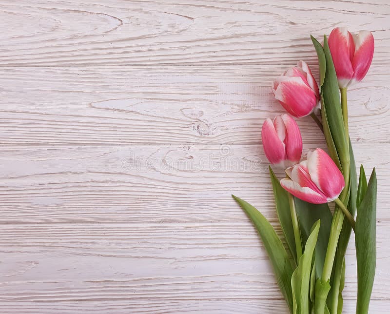Tulip flower spring wooden background frame fresh template royalty free stock photo