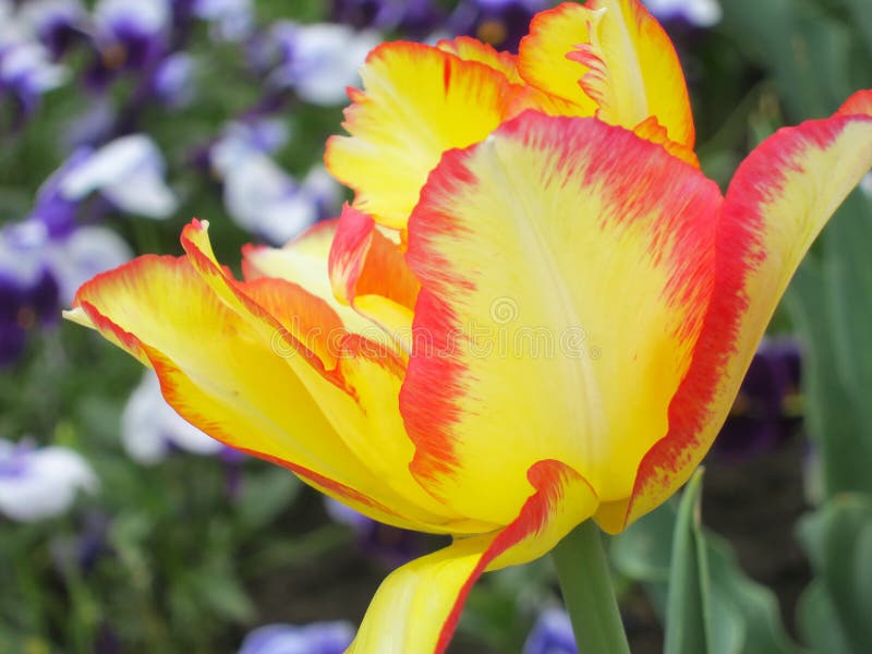 Tulip flower - Stock Photos stock image Tulip flower - Stock Photos stock image