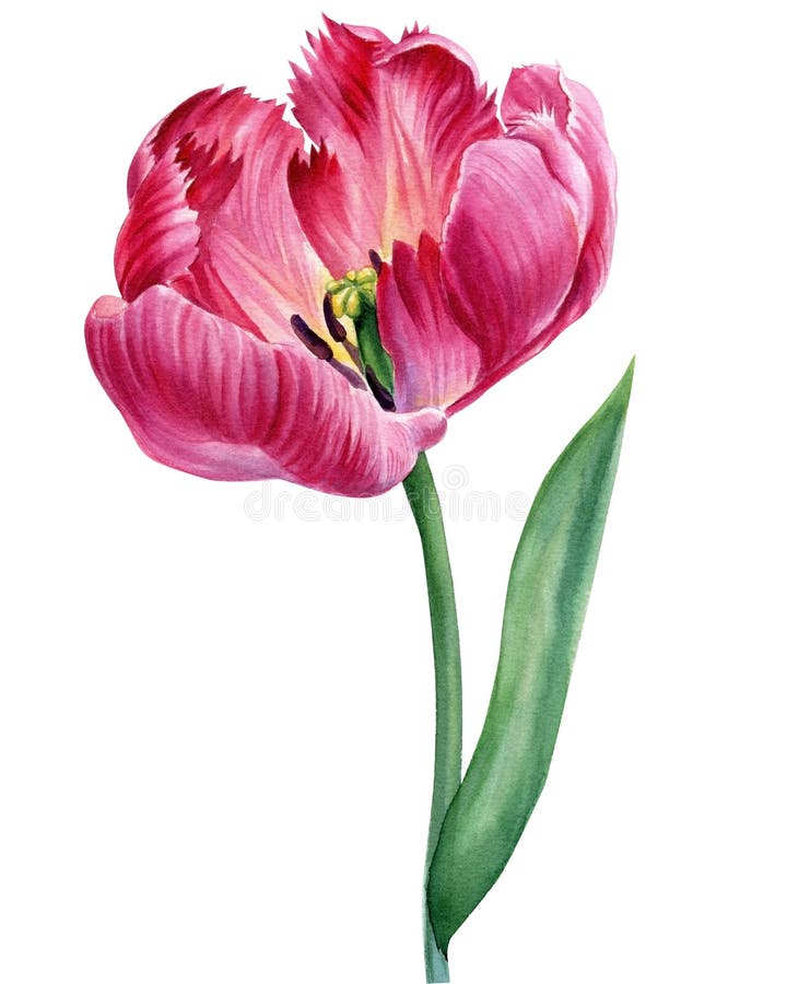 Tulip Flower. Watercolor Pink Flower, Hand Drawing Botanical Painting ...