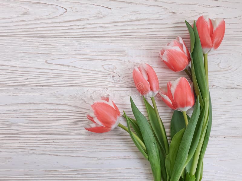 Tulip flower spring romantic background frame fresh template stock photo.