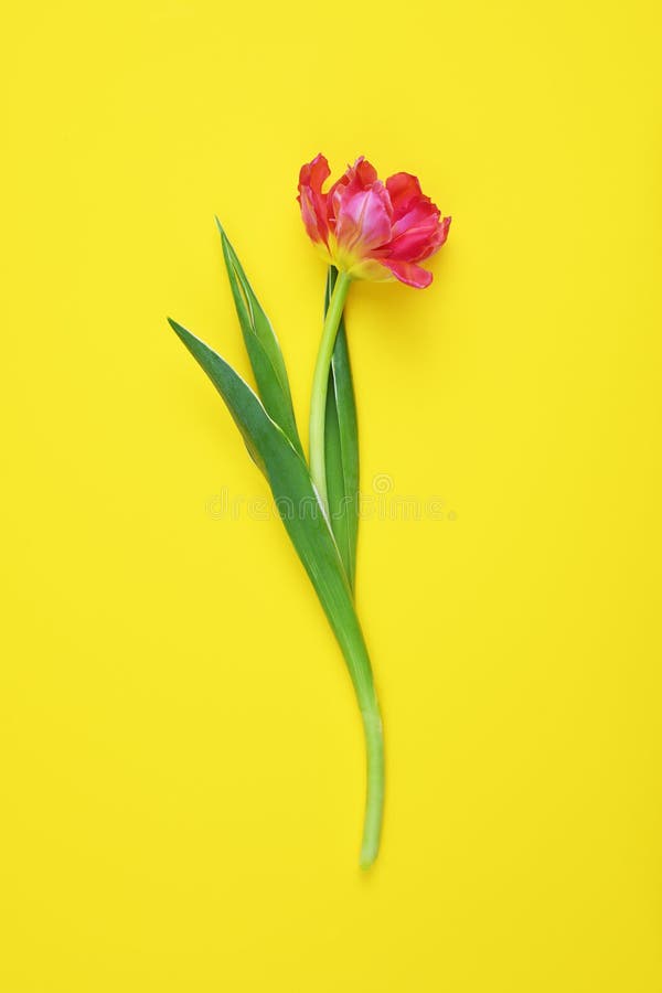 Tulip flower on yellow background stock images