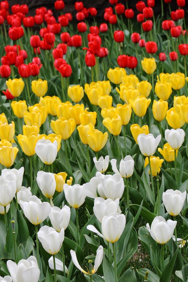 Tulip flowers stock photo. Image of tulip, beautiful 10986458