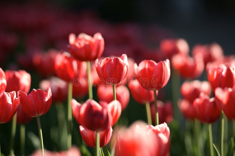 Tulip Flowers