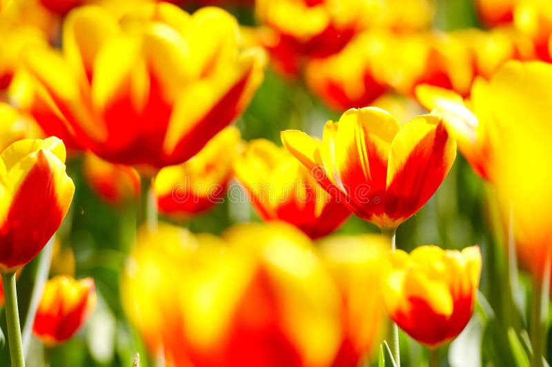 Tulip flowers